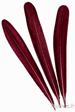 Pfau violett - 45-52 cm - bordeaux